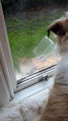 Squirrel Teases Dog Through Window