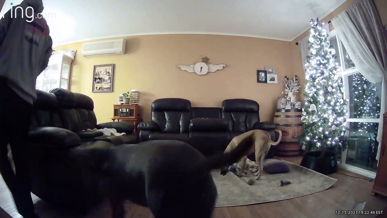 Dogs Topple The Tree