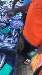 cat arrested , repented