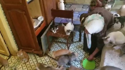 Une femme vit avec plus de 100 chats dans sa maison. Voir les détails de l'histoire