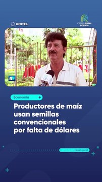 Productores de maíz usan semillas convencionales por falta de dólares