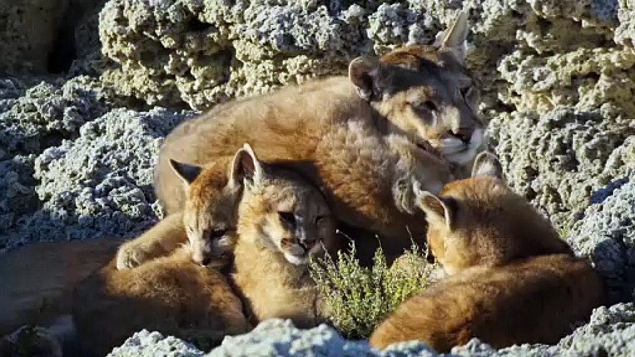 Wilde Dynastien: Die Clans der Tiere | show | 2018 | Official Trailer