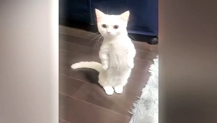 #ytshortsindia morsomt haha #comedys #babs #comedyshorts #cuteanimals #ytshortsindia​​​ #cutebaby #comdy #comedys #babs #comedyshorts #cuteanimalsytshortsindia #ytshortsindia 有趣哈哈 #cutebaby #comdycomedys #ba# Comedyshorts #cuteanimals#ytshortsindia#ytshor