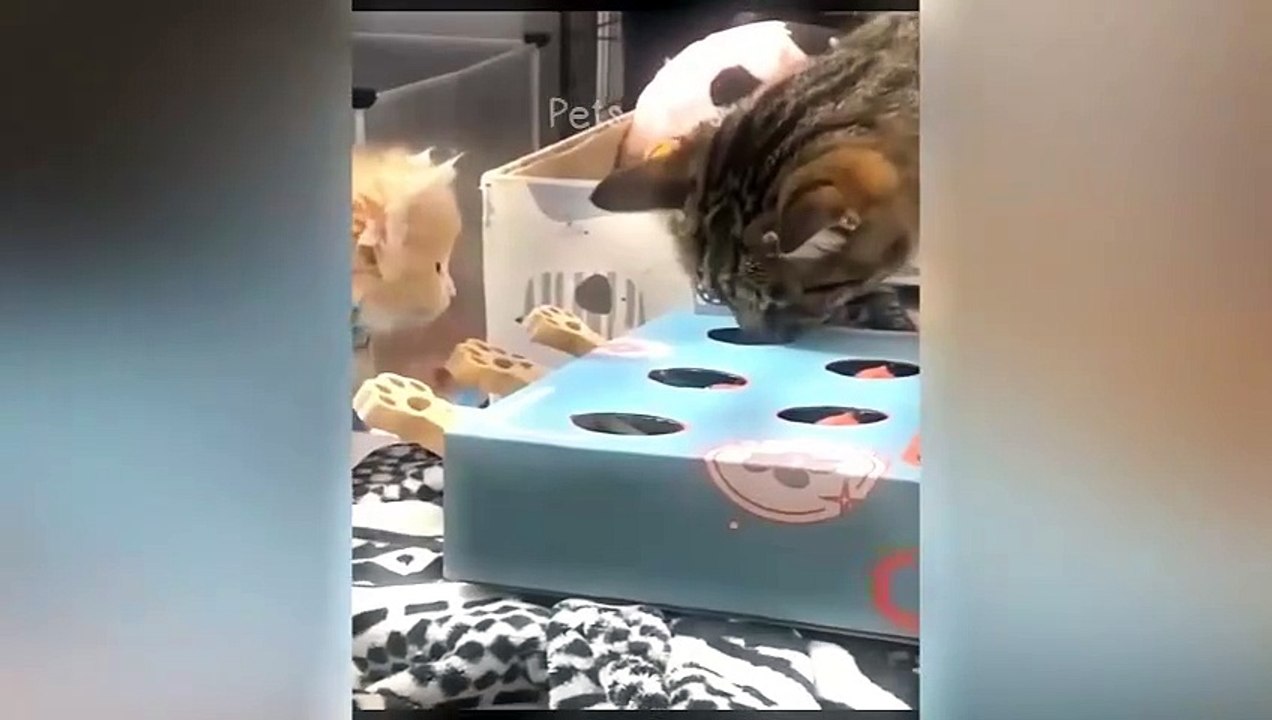 #ytshortsindia morsomt haha #comedys #babs #comedyshorts #cuteanimals #ytshortsindia​​​ #cutebaby #comdy #comedys #babs #comedyshorts #cuteanimalsytshortsindia #ytshortsindia 有趣哈哈 #cutebaby #comdycomedys #ba# Comedyshorts #cuteanimals#ytshortsindia#ytshmk