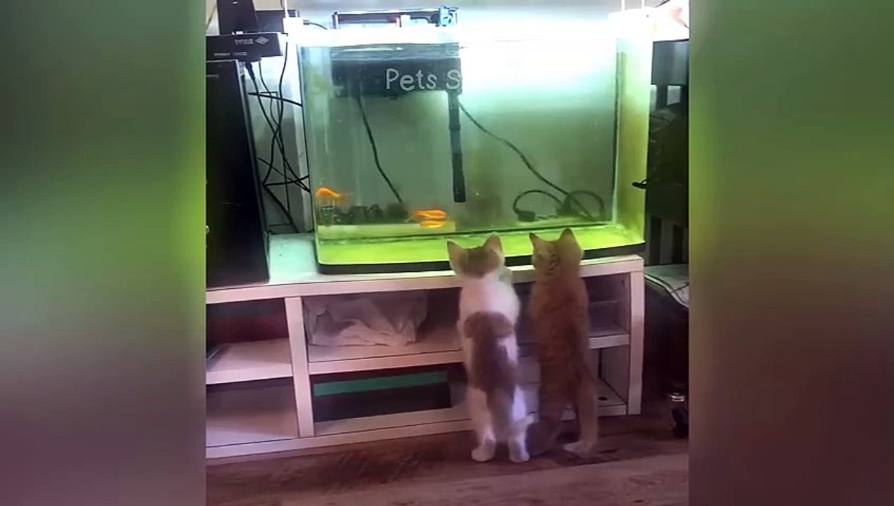 #ytshortsindia morsomt haha #comedys #babs #comedyshorts #cuteanimals #ytshortsindia​​​ #cutebaby #comdy #comedys #babs #comedyshorts #cuteanimalsytshortsindia #ytshortsindia 有趣哈哈 #cutebaby #comdycomedys #ba# Comedyshorts #cuteanimals#ytshortsindia#ytsh90