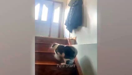 #ytshortsindia morsomt haha #comedys #babs #comedyshorts #cuteanimals #ytshortsindia​​​ #cutebaby #comdy #comedys #babs #comedyshorts #cuteanimalsytshortsindia #ytshortsindia 有趣哈哈 #cutebaby #comdycomedys #ba# Comedyshorts #cuteanimals#ytshortsindia#ytshmk
