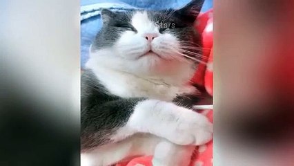 #ytshortsindia morsomt haha #comedys #babs #comedyshorts #cuteanimals #ytshortsindia​​​ #cutebaby #comdy #comedys #babs #comedyshorts #cuteanimalsytshortsindia #ytshortsindia 有趣哈哈 #cutebaby #comdycomedys #ba# Comedyshorts #cuteanimals#ytshortsindia#yts0m