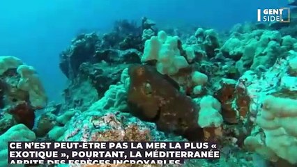 Ces poissons dont vous ne soupçonniez pas la présence se trouvent en Méditerranée