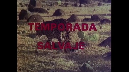 Temporada Salvaje - Película Mexicana Completa 🎬