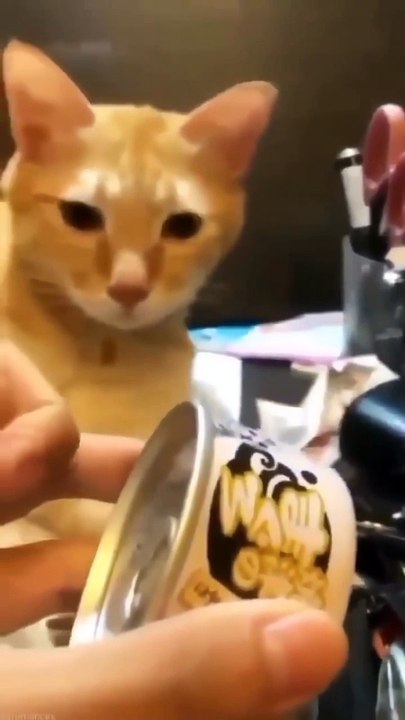 Cute and Funny complications of cats