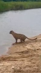 The Stone Drift Female Crossing The Sand River