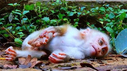 Million sad baby monkey