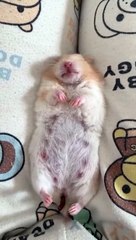 Hamster comiendo su propia caca