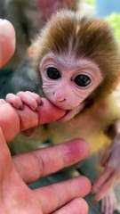Baby monkey cute animals 72