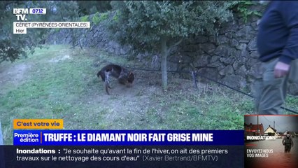 Les truffes catalanes se sont faites rares sur les étals des marchés à cause de la sécheresse