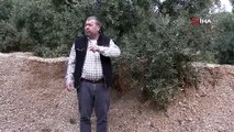 Üzerine mıcır dökülen zeytin ağaçları günden güne kuruyor