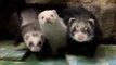 'Ferret mansion': Woman's 47 pet ferrets live in luxury
