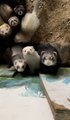 'Ferret mansion': Woman's 47 pet ferrets live in luxury