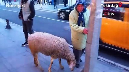 Evladı gibi baktığı koyunu peşinden ayrılmıyor