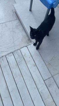 قطط اليفة بزون ‍⬛