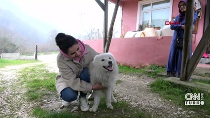 Düzce'de Samoyed Köpek Çatıya Çıkarak Sahibini Bekliyor 🐶