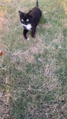 قطة اليفة بزون