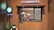[기업] 스타벅스, 첫 반려동물 동반 매장 오픈...이벤트도 진행 / YTN