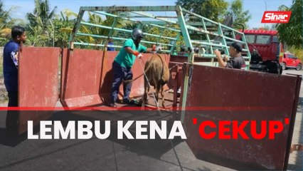 Lembu merayau masuk bandar kena 'cekup'