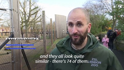 London Zoo kicks off annual census for animals