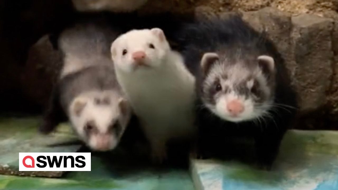 A woman owns nearly 50 pet ferrets who all live in their own "ferret mansion"