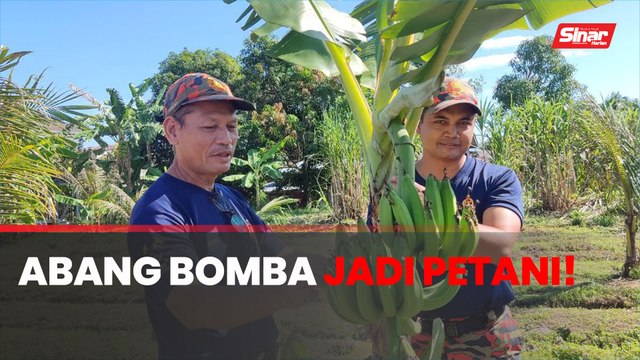 Tanaman abang bomba mula dituai, beri manfaat pada anggota