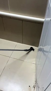 Jararaca é encontrada em máquina de lavar e assusta moradores em Florianópolis