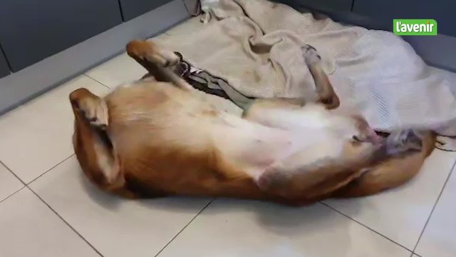 Marchin: appel aux dons pour Laïka, chien maltraité durant des années et qui souffre d'une tumeur