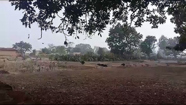 VIDEO : कड़कड़ाती ठंड में रिहायशी इलाके में मॉर्निंग वॉक पर भालू की फैमिली