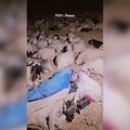 Koyunları ve köpeğiyle çektiği eğlenceli videolarla meşhur oldu... O çoban tüm dünyada ünlendi