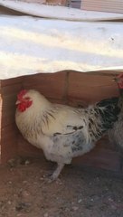 Brahma chicken