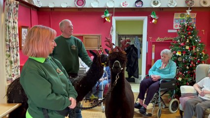 Alpacas visit Hillbrow Care Home in Crediton 2. Video by Alan Quick IMG_2380