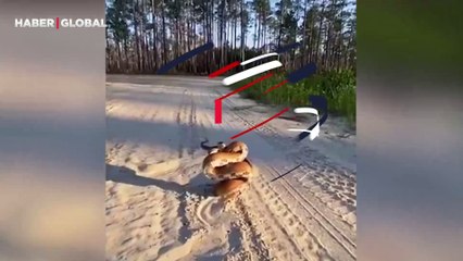 Bolu&#039;da nesli tükenme tehlikesi altında olan vaşak bir anda yola atladı