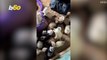 No Way - Woman has 47 Ferrets in Her Own 'Ferret Mansion'