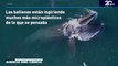 Ballenas en peligro debido a microplásticos que amenazan su salud y hogar marino - #MSPCiencia