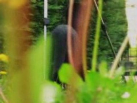 Mon chat Gribouille dans le jardin