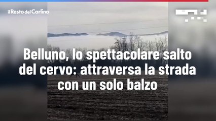 Belluno, lo spettacolare salto del cervo: attraversa la strada con un solo balzo