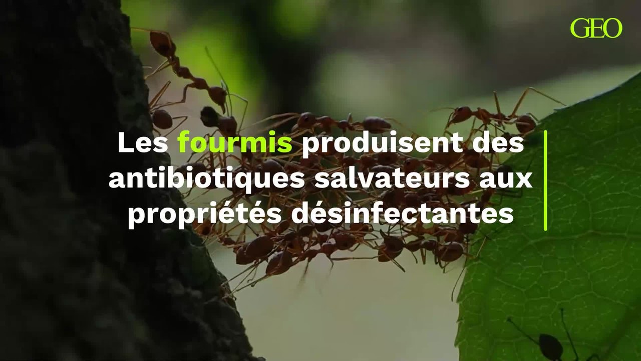 Les fourmis produisent des antibiotiques salvateurs aux propriétés désinfectantes