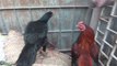 Lalukhet birds market latest update of Aseel hen and rooster December
