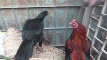 Lalukhet birds market latest update of Aseel hen and rooster December