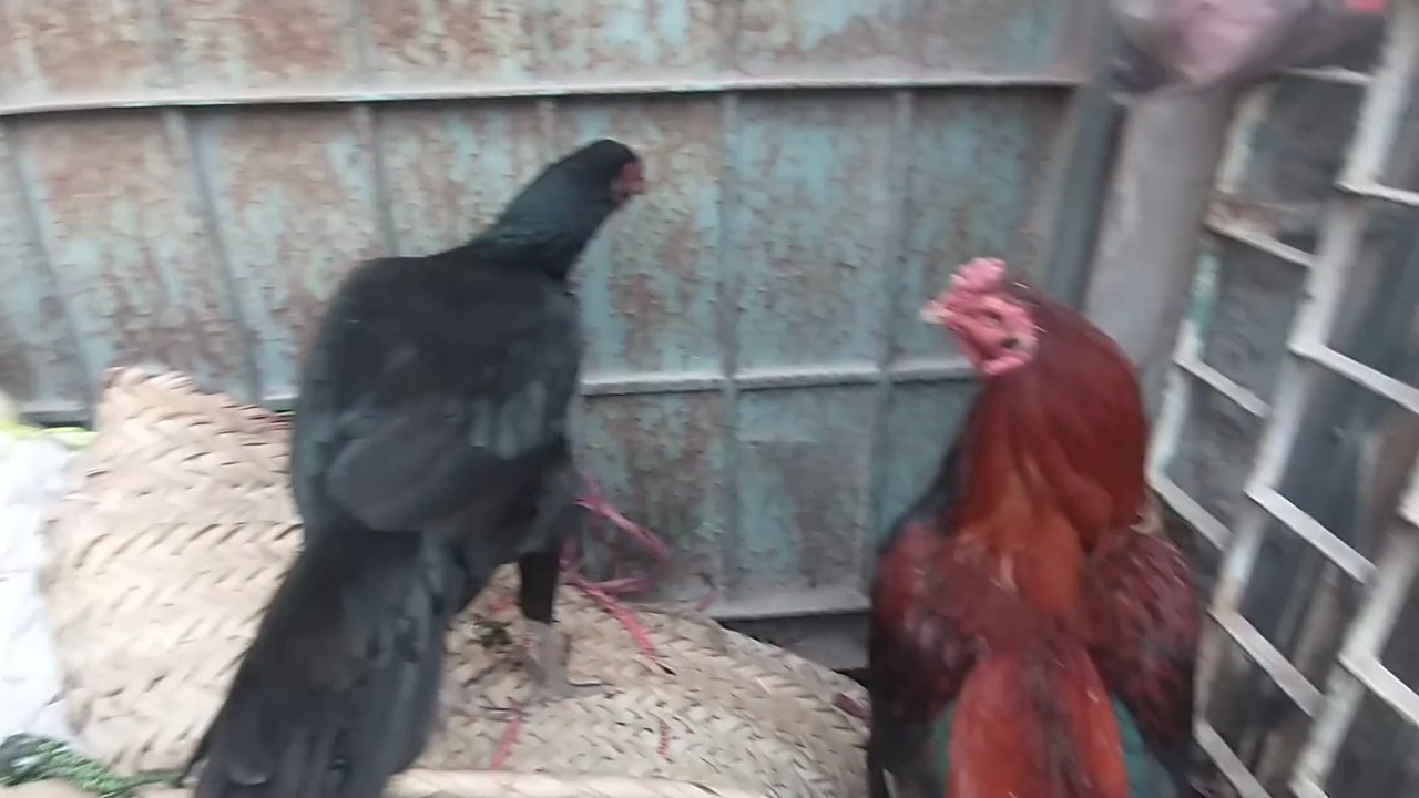 Lalukhet birds market latest update of Aseel hen and rooster December