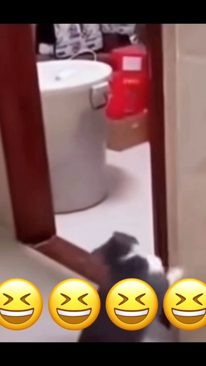 Funny Cats #funnycats
