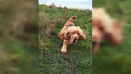 Jarvis the cocker spaniel who jumped off a balcony in rabbit pursuit