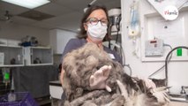 Kätzchen oder Hund Völlig verwahrlostes Tier von einem Kilo Fell befreit Original