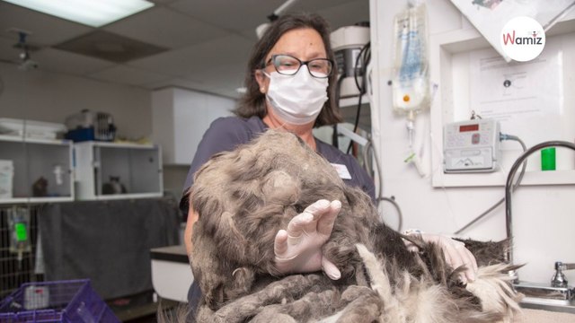 Kätzchen oder Hund Völlig verwahrlostes Tier von einem Kilo Fell befreit Original